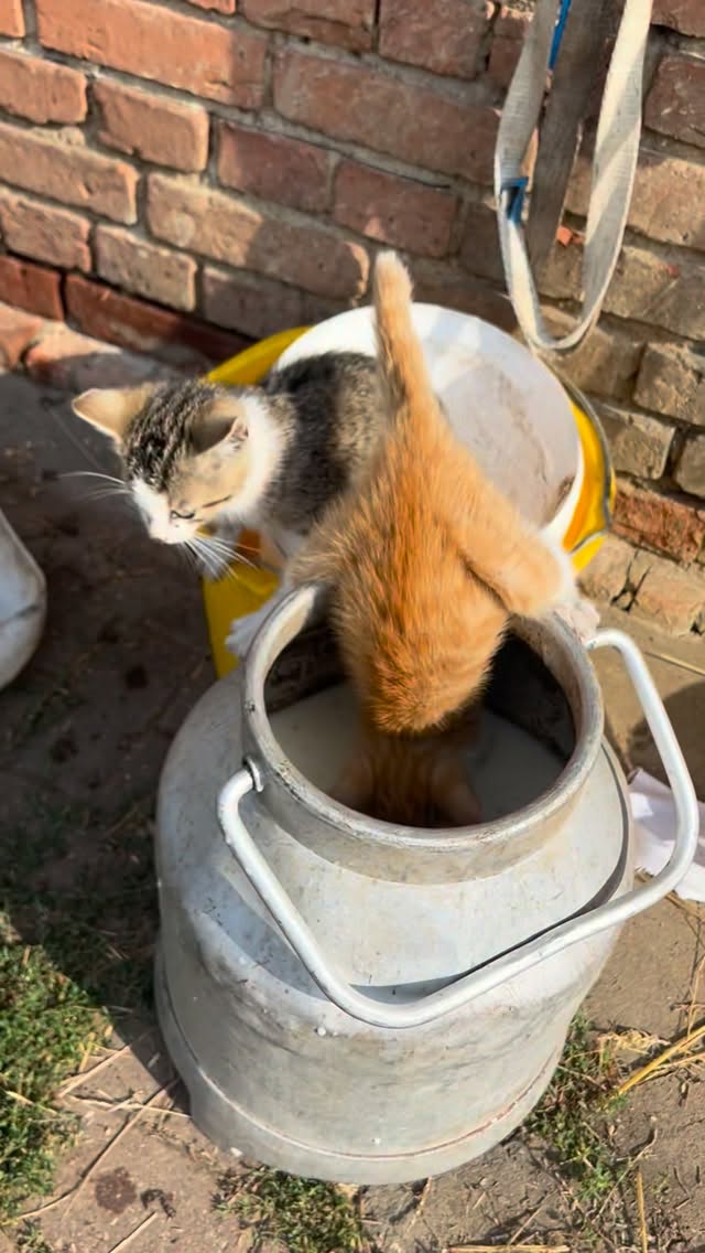 👨‍🌾🐈 obelix ist auch in den Zaubertrank gefallen….#cat#landwirt #landwirtschaft #bauernhof#katze