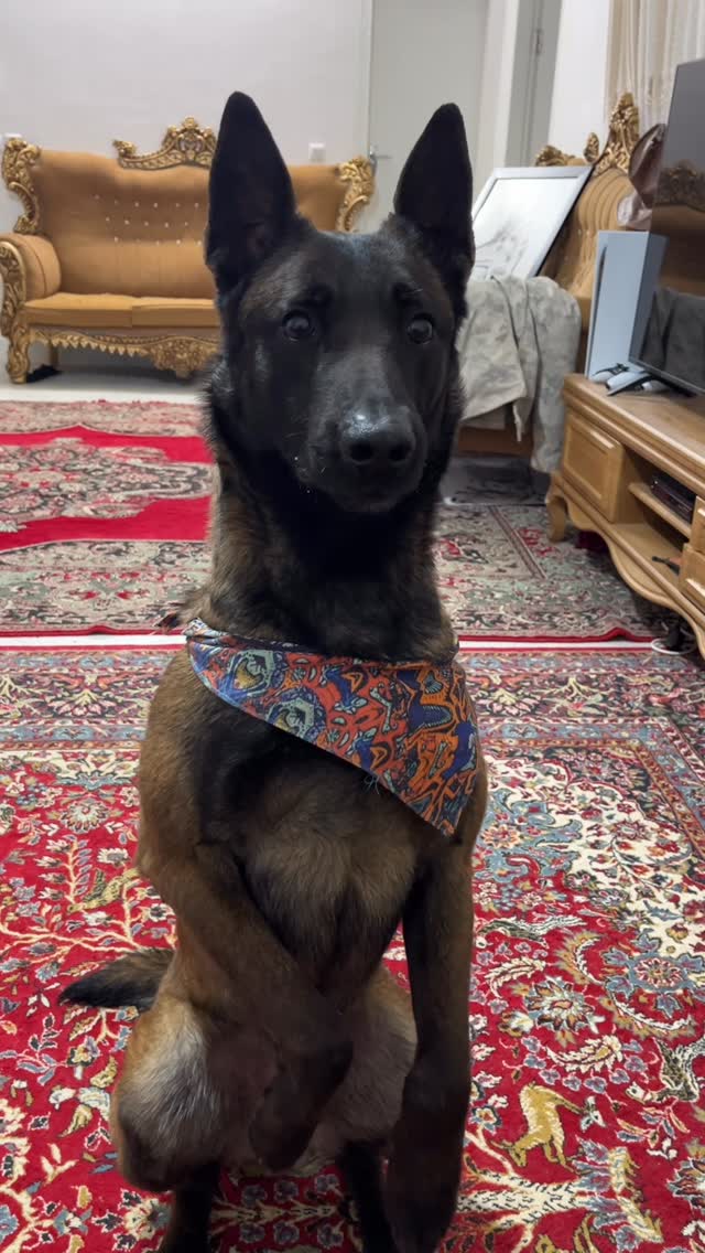 #malinois #malinoisworld
