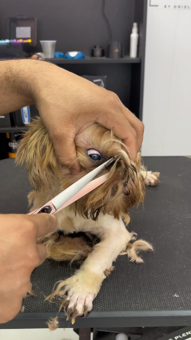 Ele tinha uma pedra 🪨 nos olhos 👀 #pet #petshop #banhoetosa #cachorro #petcenter
