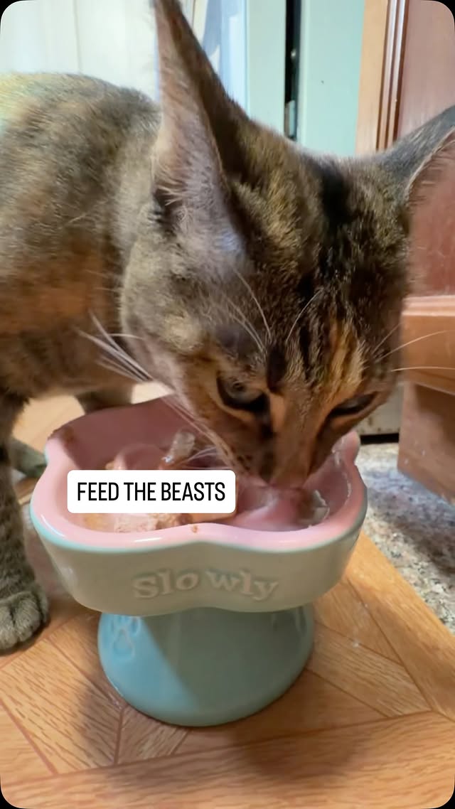 Hoping this isn’t an original experience. Everyone else’s cats are like this too right #wieiad #asmr…