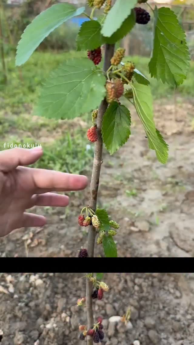 İşte köylülerin zekası 😍