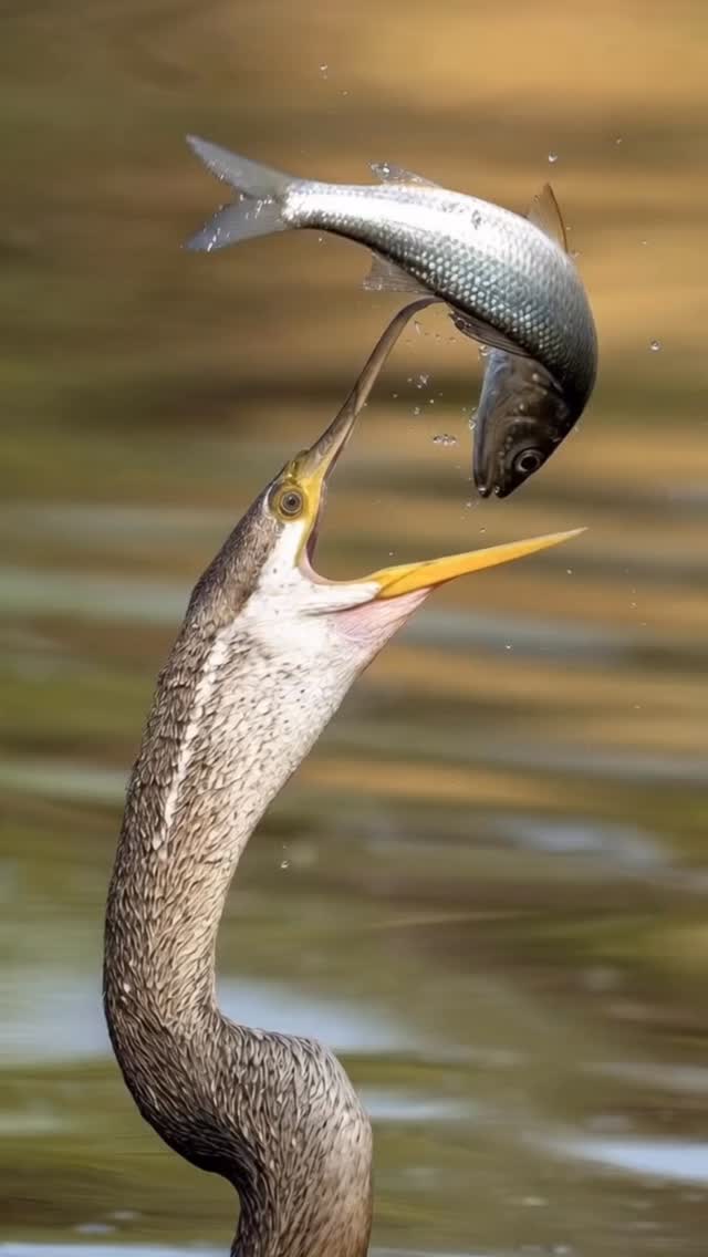 The snake bird playing with the food #wild #wildlifephotography #reels #bird #viral