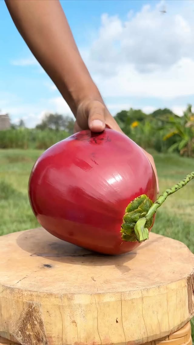😱wow Must Watch! Opening a Rare Red Water Coconut #coconut #cuttingskills #asmr