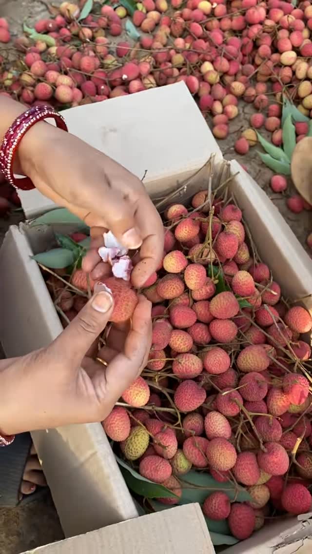 Choosing lychees over summer struggles🤤 #lychee #syangja #nepal