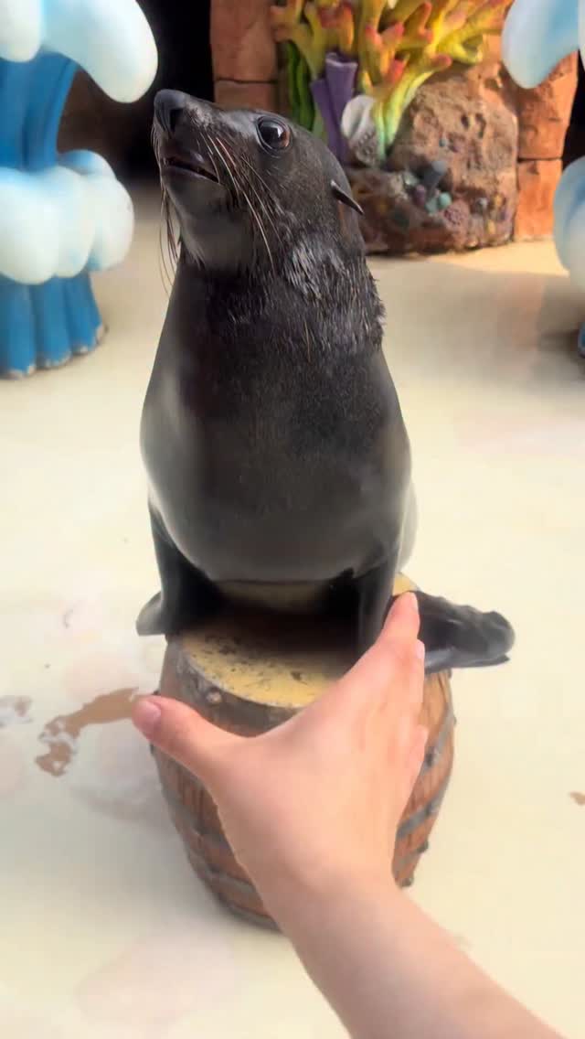 #sealion