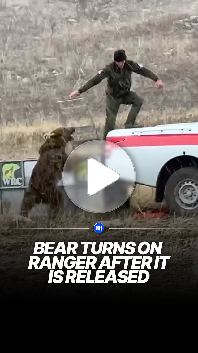 The bear went straight for him 😳 #bear #animals #wildlife 🎥 SWNS