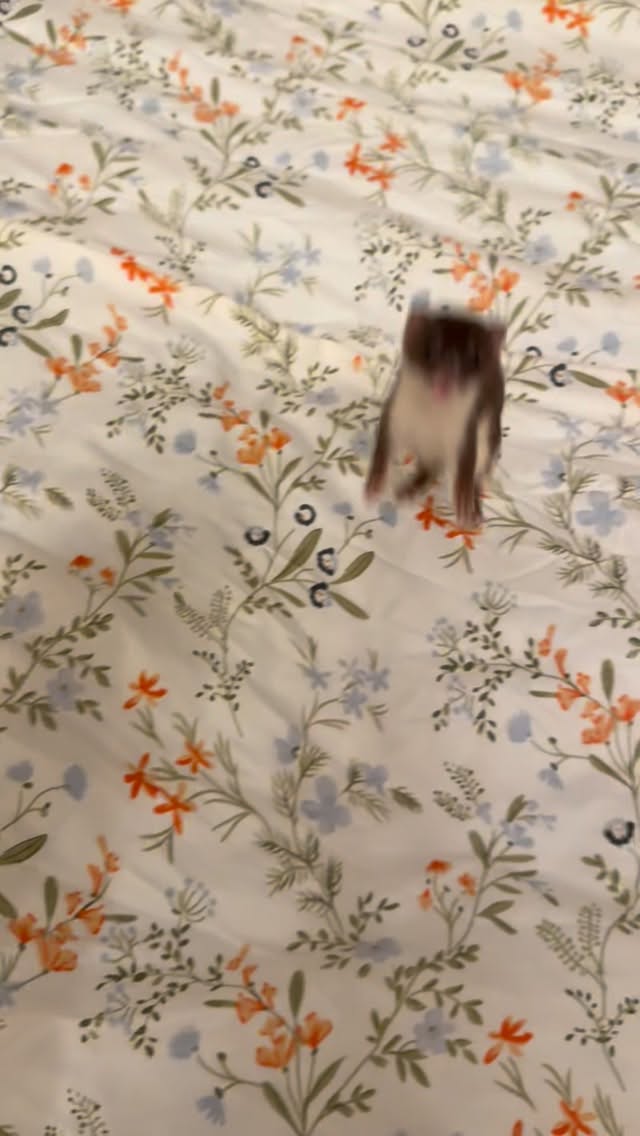 🚀🚀🚀 #weasel #petlife #pet #petlovers #cutepets