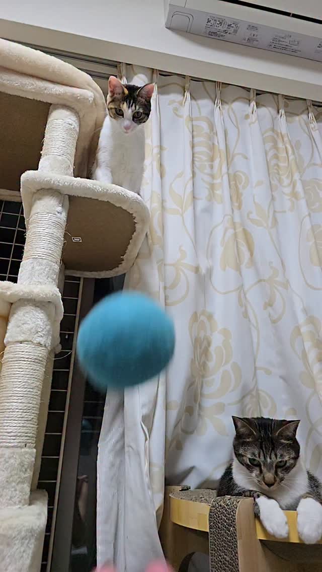 🐈‍⬛🐈️ ぽこ丸でし。 痛くはないんでしよ。 ただ、めちゃくちゃビックリしたでし。 はな姉のミスかもしれないでし。 ぽこ丸でし。 #cat#猫#多頭飼#にゃんすたぐらむ#保護猫