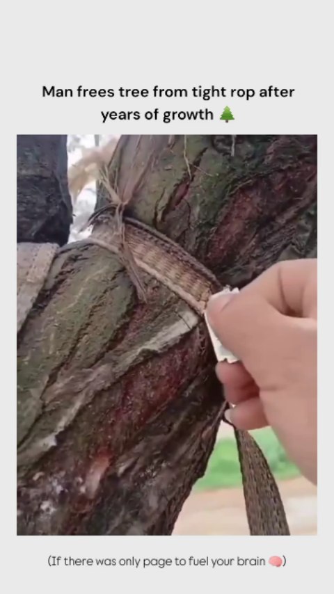 The way he's taking care of the cut.. In the video, a man carefully uses a small cutting tool to saw…