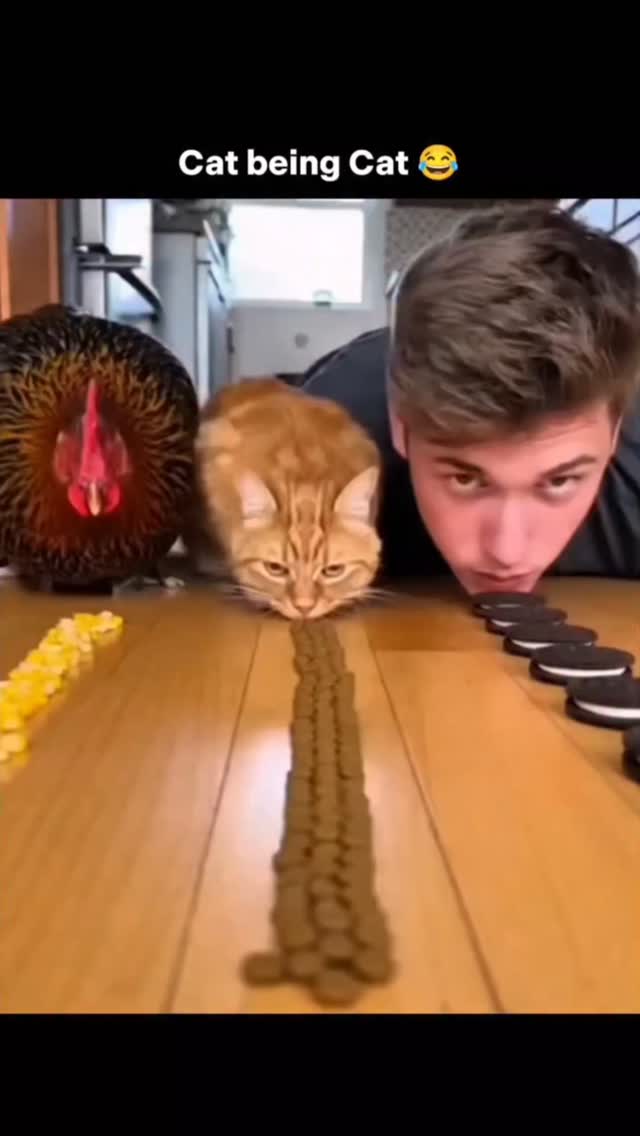 The video features an orange tabby cat positioned low to the ground in a kitchen setting, closely in…