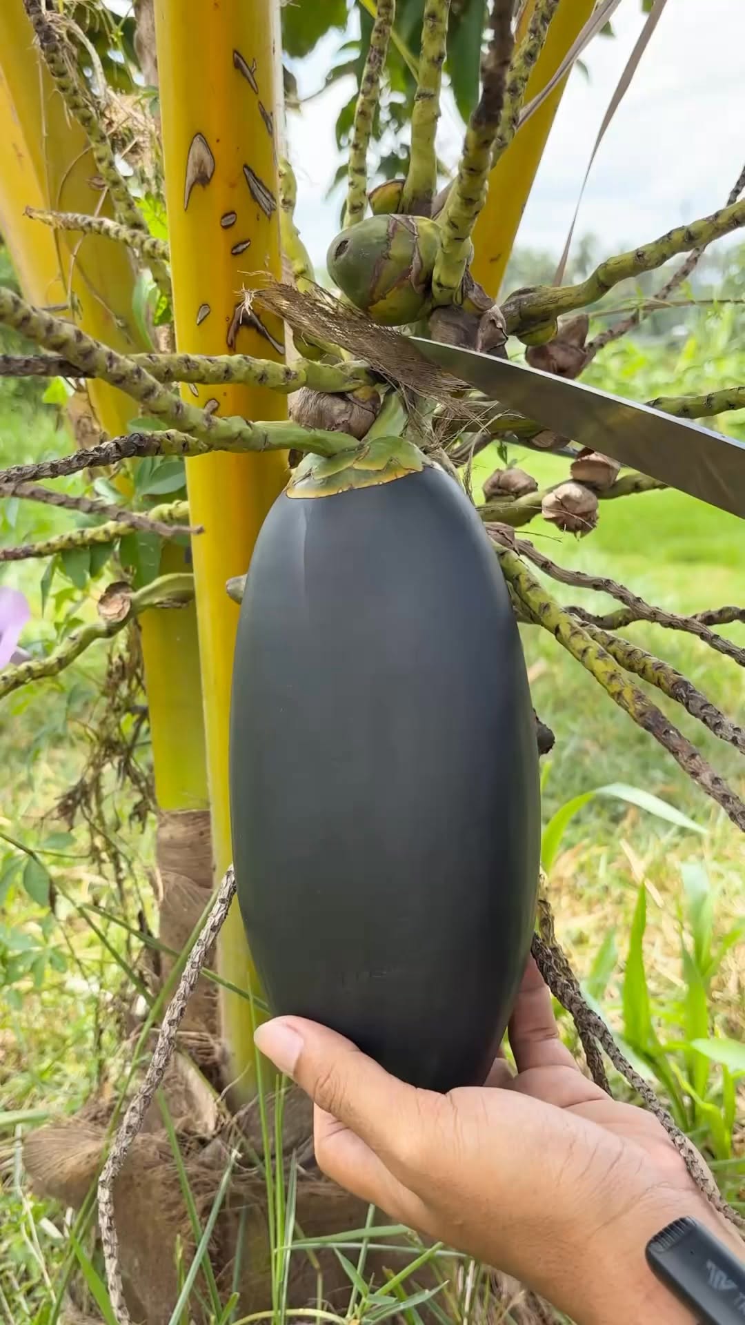 😱 You Won’t Believe This Coconut Pencil Cutting Skill #coconut #cuttingskills #asmr