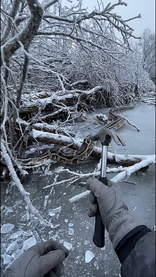 Thanksgiving dinner is a little early this year... and a bit too frozen! 😂🧊🔨 Wait for the double gob…