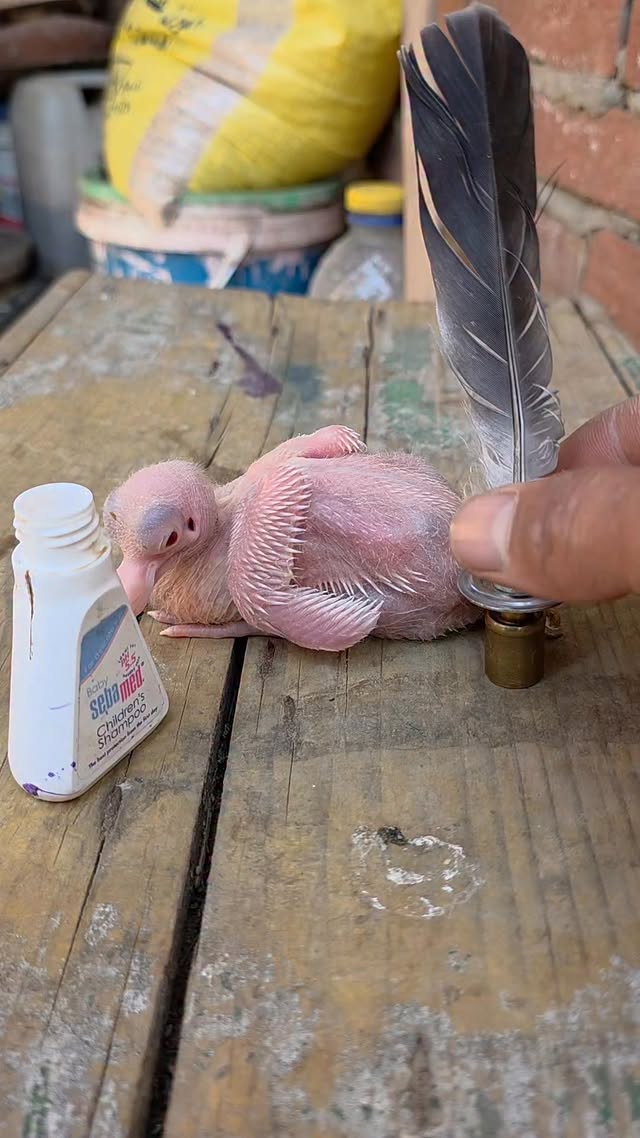 Pigeon forge ahead #pigeon #SOTD Fragrance #Perfume #SOTD #FragranceFamily #PerfumeLover #Scents #Sc…