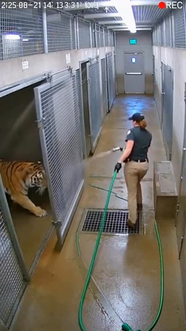 ZOO — Vídeo assustador com tigre viraliza, mas análise aponta inconsistências vídeo produzido por @e…