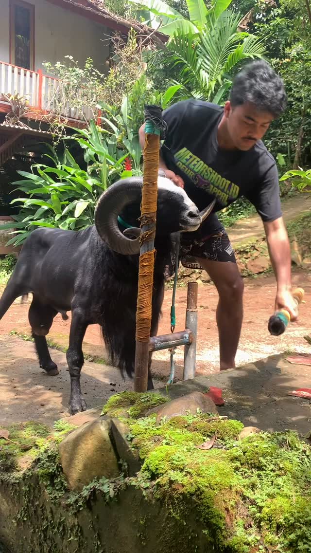 waktunya mandi #sheep #animals #fyp