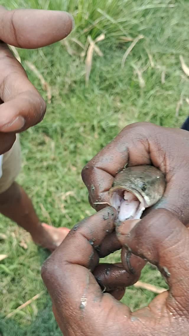 Nature pin