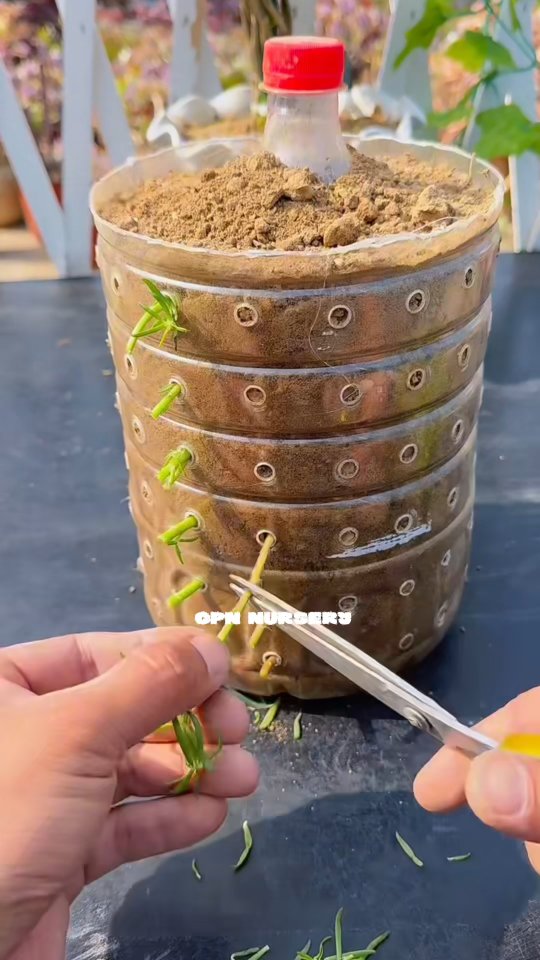 Follow For More 🌱💚 #GreenIndiaChallenge #GardenHacks #gardendesignidea #graft #Grafting