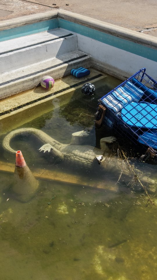 We found an alligator in the abandoned still water pool