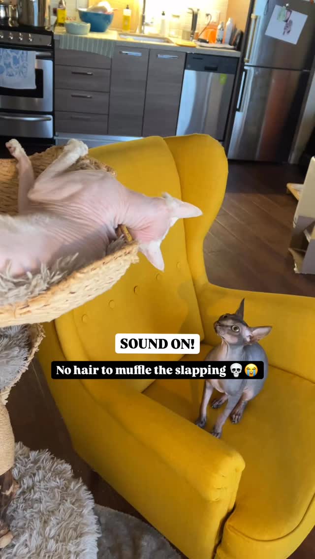 Just some hairless cat meat slaps 👊😾