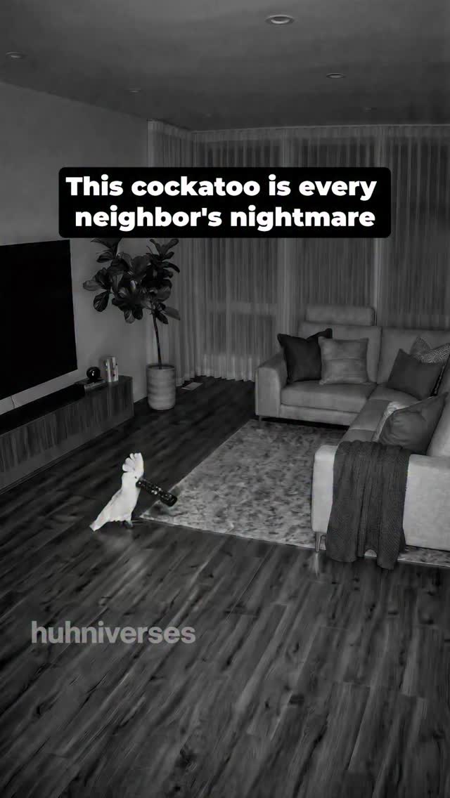 My cockatoo figured out the remote and now I have a problem