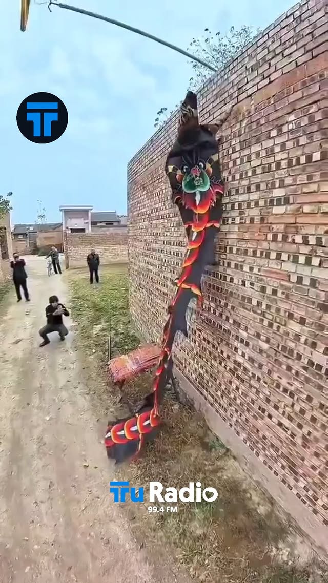 Un “dragón” vuela por la pared: el perro que desafía la gravedad 🐉🐶 Lo que parece una escena de fant…