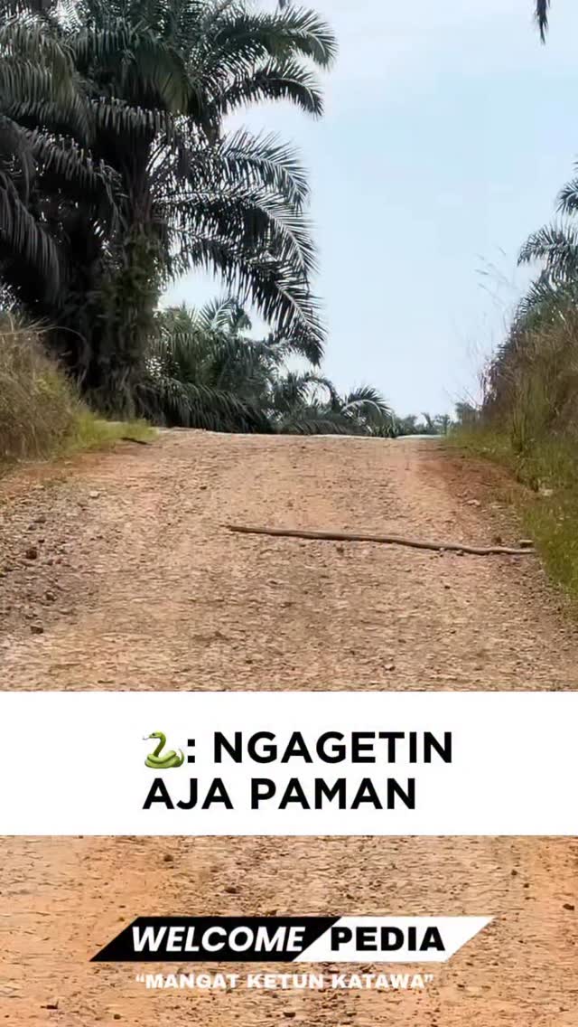 Dalam video ini terlihat seekor ular berwarna hitam sedang menyeberang di jalan tanah yang berwarna …