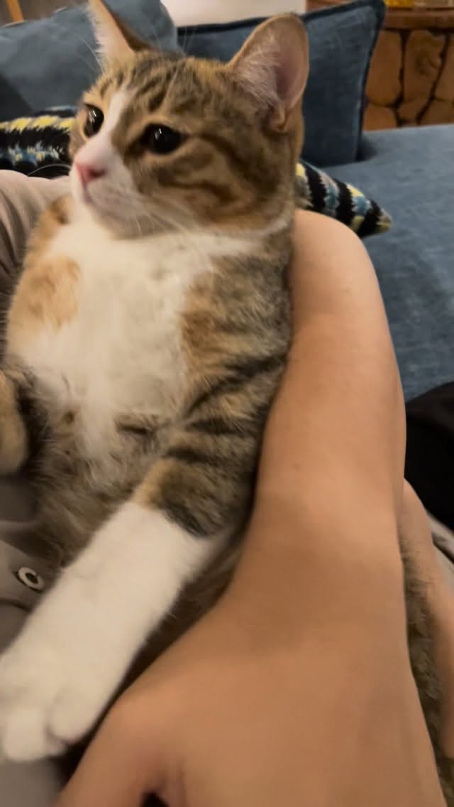 Animals pin