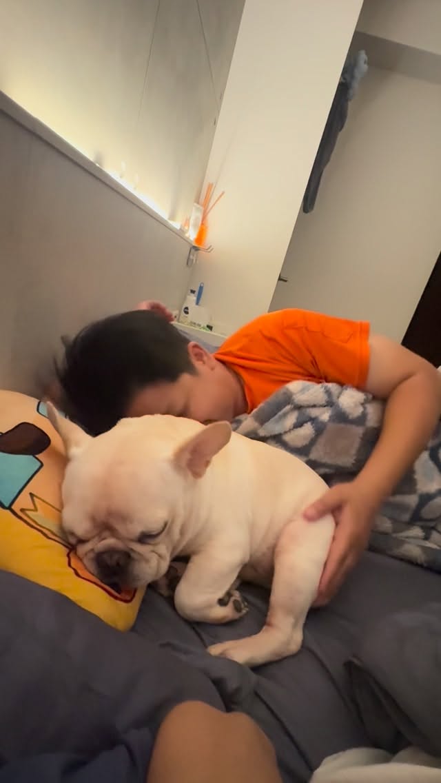 小短短 #法鬥 #歐米 #frenchbulldog #bulldog #狗 法國鬥牛犬 dog 狗狗 狗狗日常 dogdaily cutepet cutie cutiedog puppy cutep…