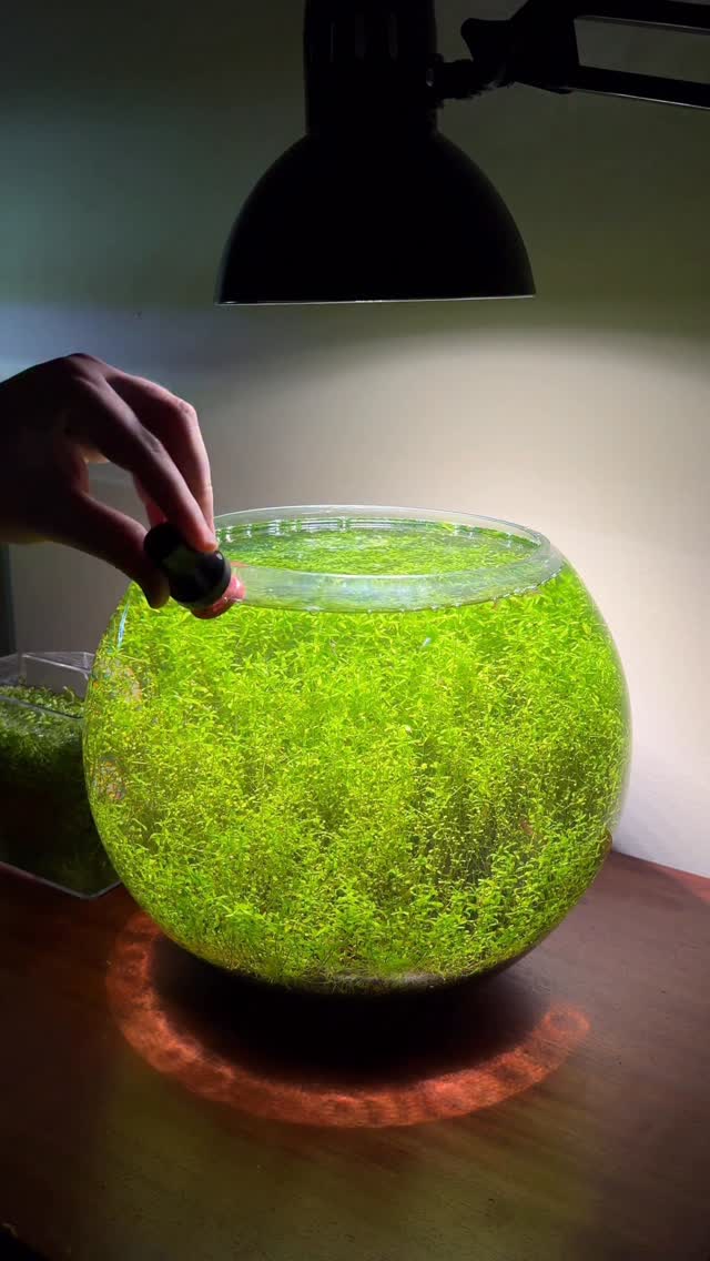 Before and after trimming the plants compared to when they grow back. Massive difference! #aquarium …