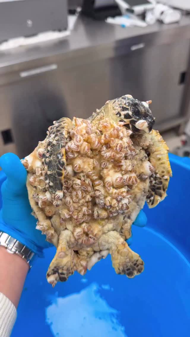 This young sea turtle came to us in critical condition — covered in barnacles and barely able to mov…