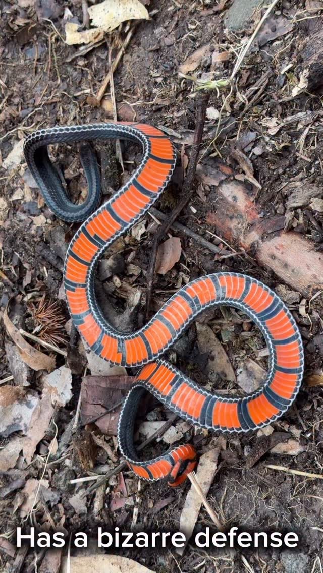 These snakes are crazy!! . 🆔 Black-striped Coral Snake (Calliophis nigrotaeniatus) . 📍 North Sumatra…