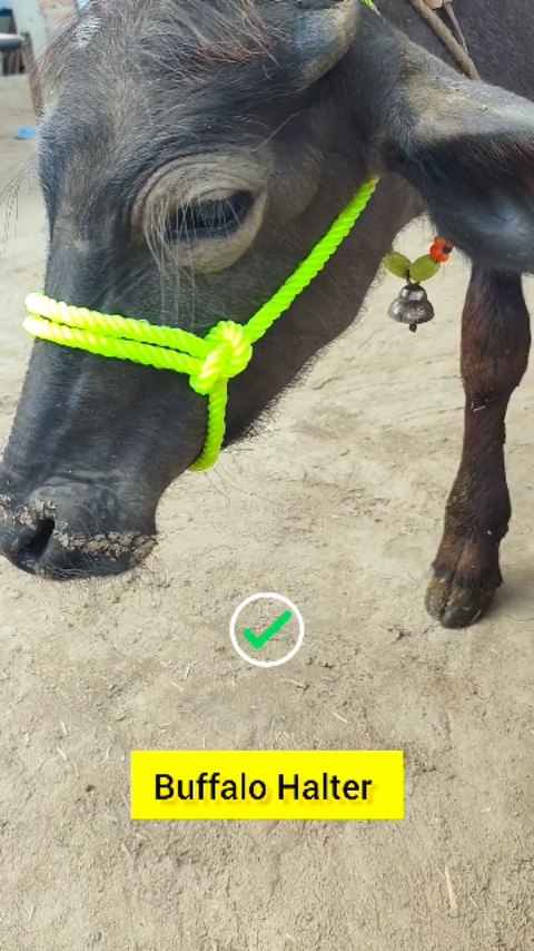 How to Tie a Buffalo Halter Safely – Strong & Easy Method for Beginners!"#diy #knots #hacks #tips #v…