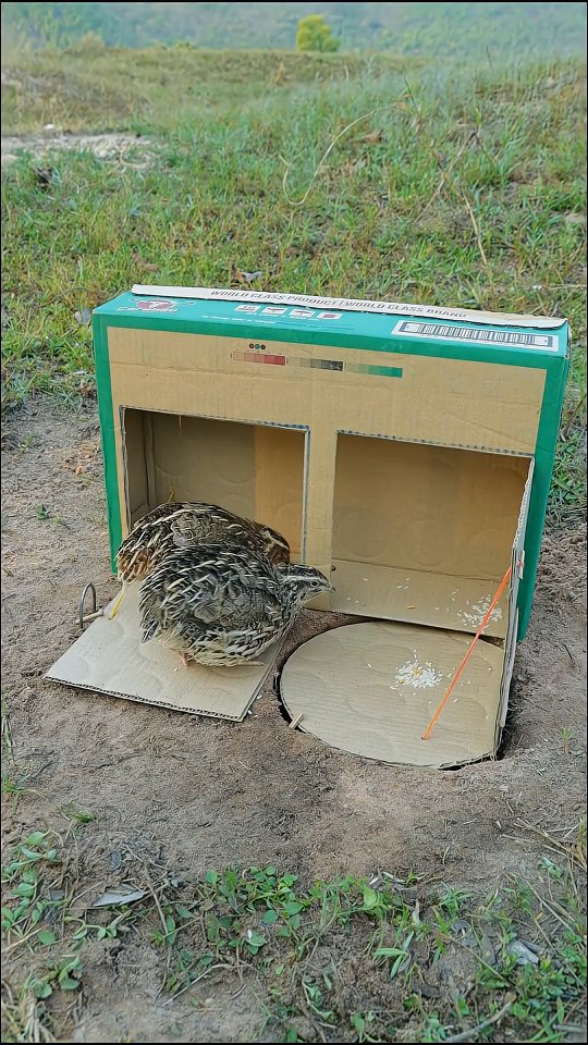 watch How to Setup Smart Bird Traps underground , DIY Trap Ideas Using Simple Tools Learn how to bui…