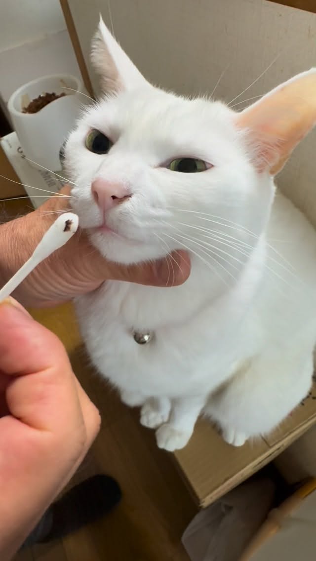 😸お姉ちゃんは🐽が汚れるタイプ😺あたちは汚れないタイプにゃん #cat #catlover #whitecat #猫スタグラム #白猫