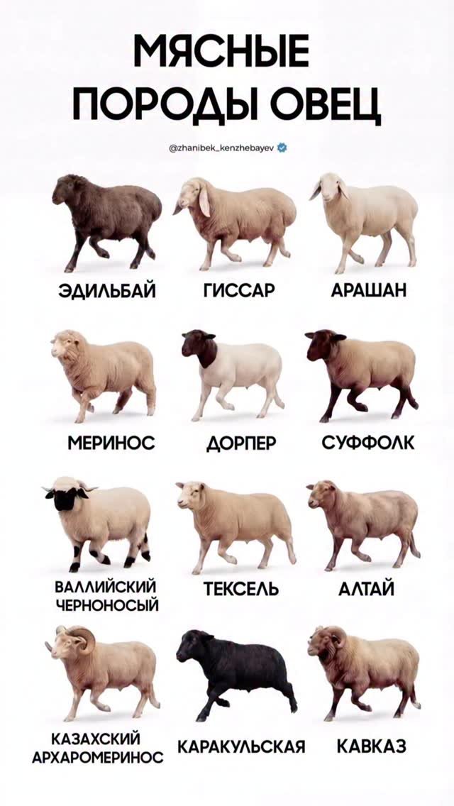 Эффективные мясные породы овец отличаются высокой скоростью набора веса, хорошей мясной продуктивнос…