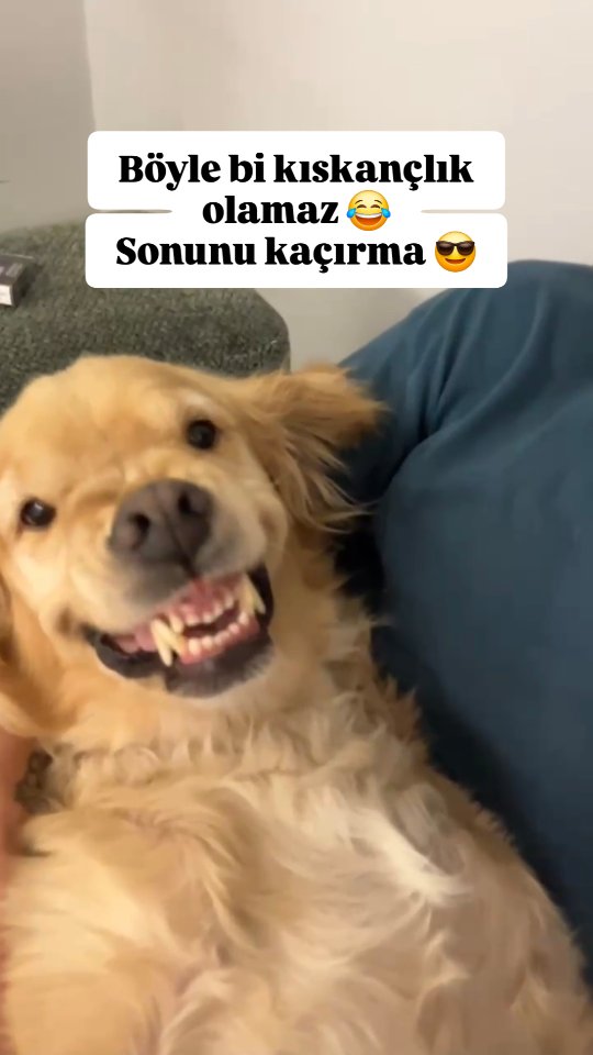 Böyle kıskanç olanlara gönder 😂🎉 #satinalmasahiplen