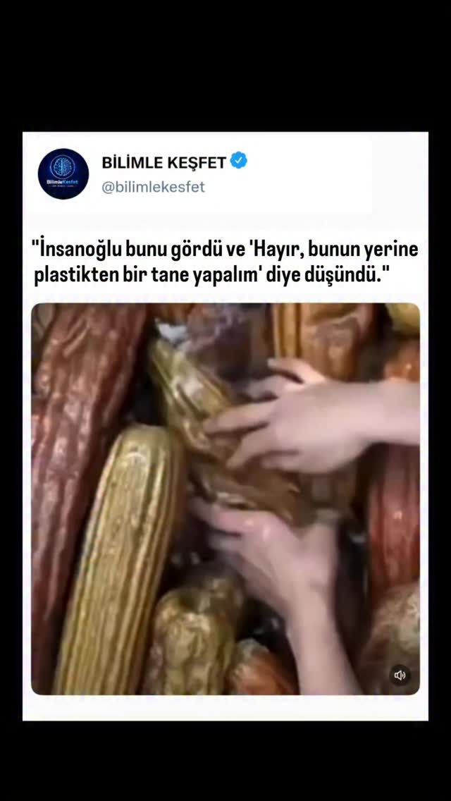 Doğal Lif Kabağı (Luffa) Nedir? Görselde gördüğün o kahverengi, süngerimsi yapı aslında bir bitkidir…