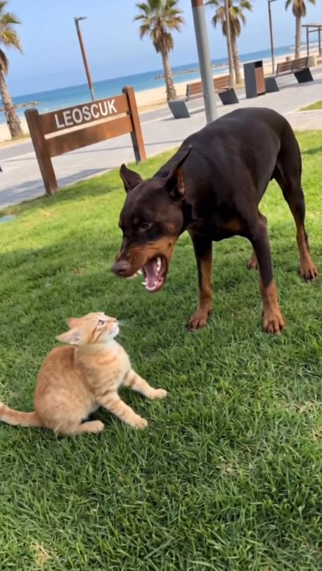 He thought it was just one kitten… he was wrong. A tense moment unfolds in a bright coastal park as …