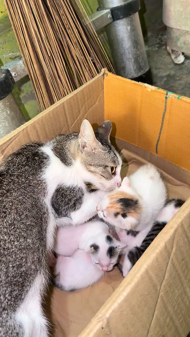 Mumma rejects rescued kitten #cat #kitten #catmom #catrescue #amgrycat