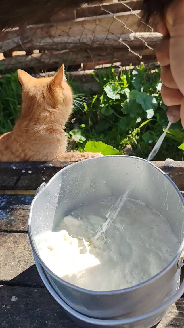 Milk shower 😹#foryou #reels #explore #cat #viral