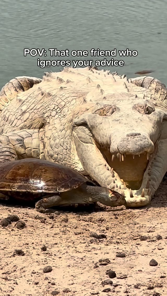 This is a critically endangered Orinoco crocodile. It’s estimated there are fewer than 2000 left in …