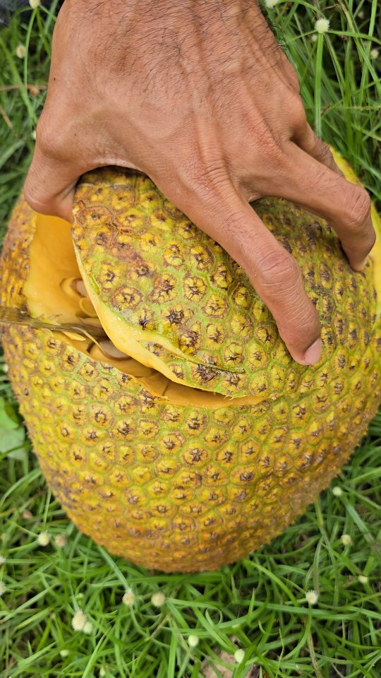 Sweet😋😋 #jackfruit #nangka