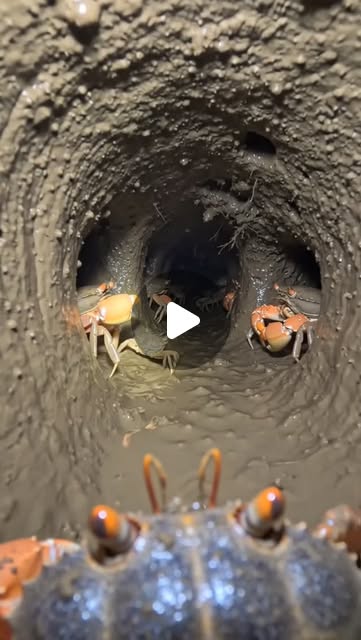 Crab colony video🤗#explore #respect #trending #humanity #ai
