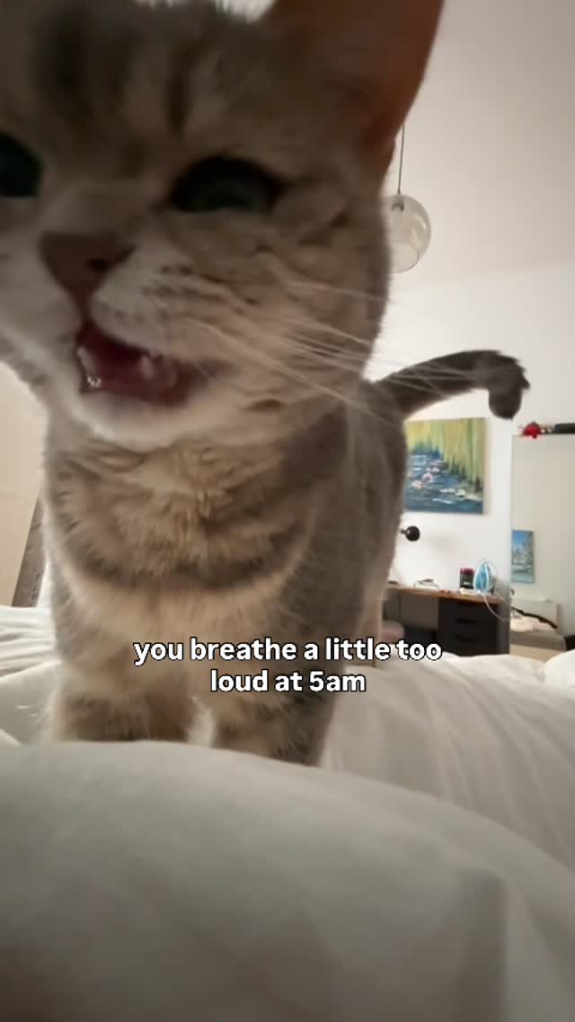 the silent meowwww #cute #cat #angytuna #angrytuna #meowed