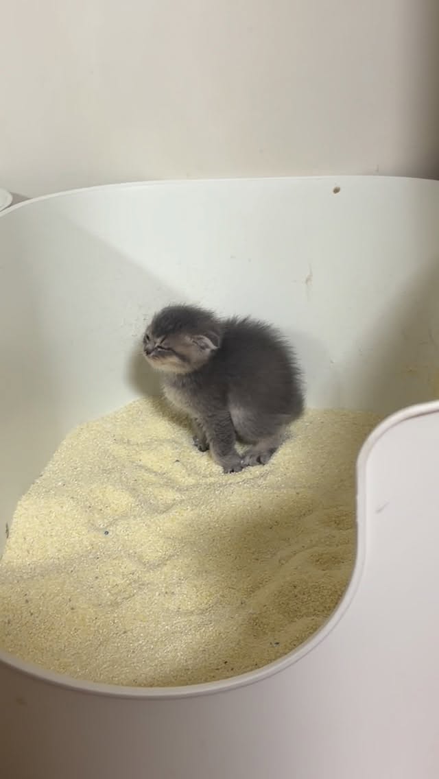 얼마나 싸고 싶은지 감도 안 옴 #고양이 #냥스타그램 #cat #육묘일기 #밈