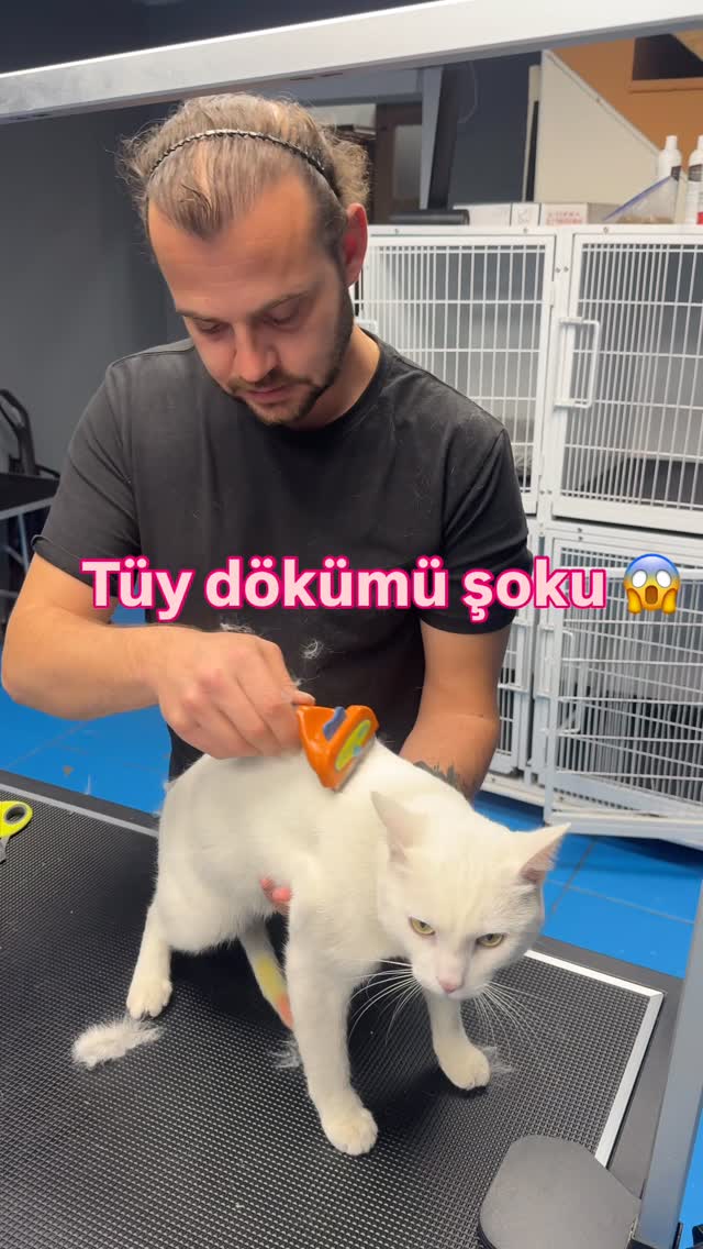 Bakım öncesi tüy dökümü Bakım sonrası minimum 🐱 #keditüyü #kedibakımı #reelskeşfet
