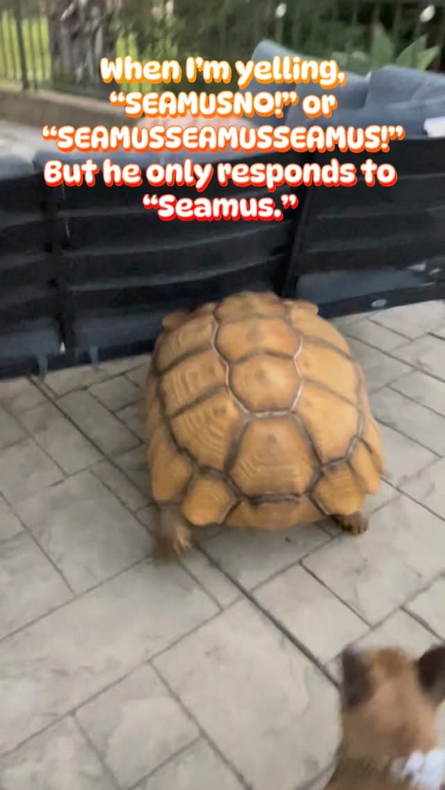 And sometimes barely even that 🤣#africansulcata #bulldozer