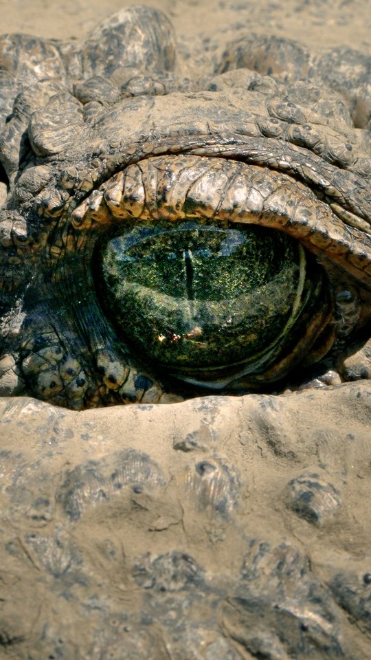 The deep stare of the predator.. it was so cool to be so close to an "unapproachable" animal 😮 Thank…