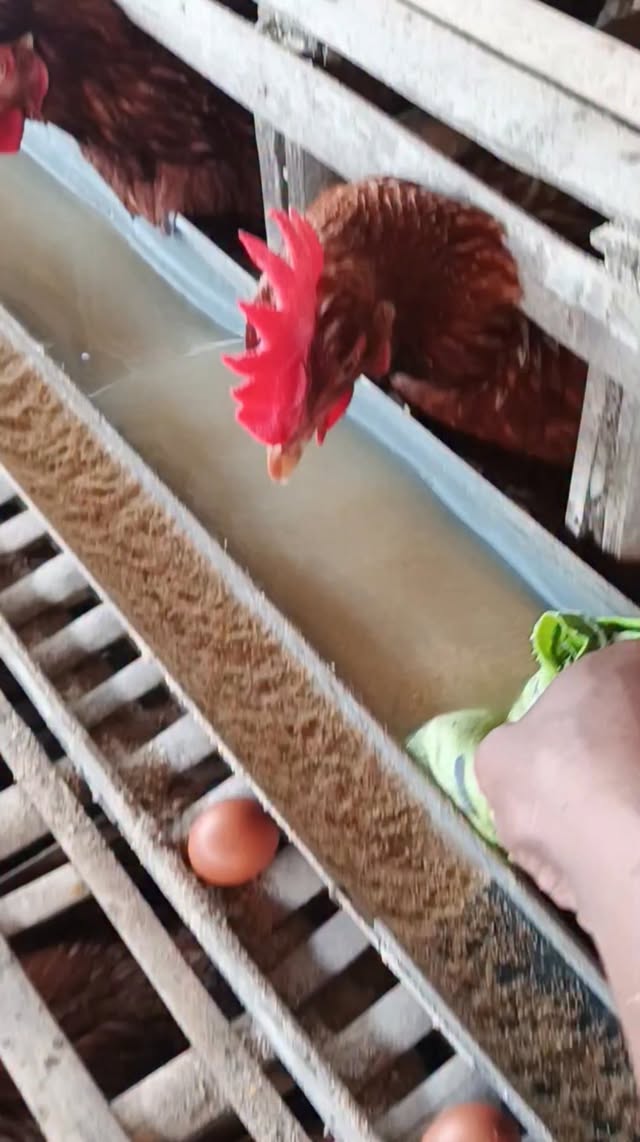 Limbah peternakan selalu menjadi kebutuhan pokok dalam budidaya lele galatama 👍. modal cuma" tapi ha…