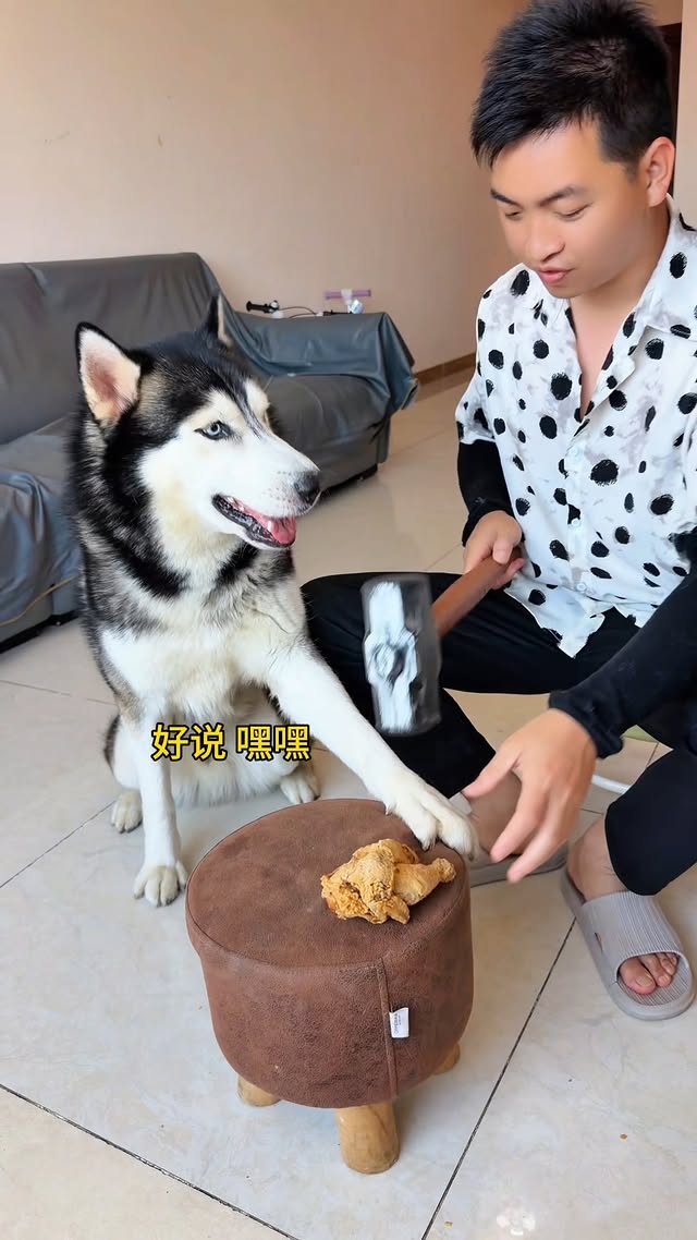 Dog said: “You’re more dog than me!” 😂 Ultimate roast by a dog 😭 #万物可爱计划 #谁家还没个傻狗 #斑点狗大战哈士奇